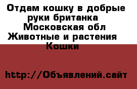 Отдам кошку в добрые руки британка - Московская обл. Животные и растения » Кошки   